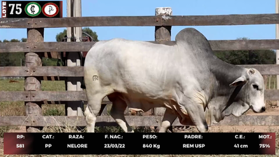 Lote LOTE 75