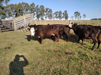 Lote 19 Vacas usadas preñadas en Rauch, Buenos Aires