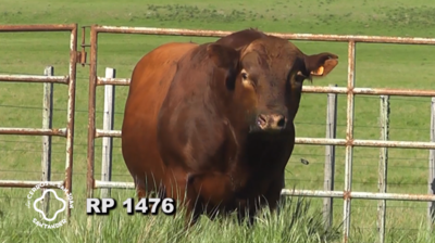 Lote 2 Toros Red Angus, Artigas