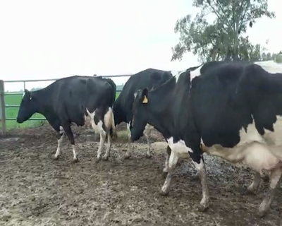 Lote Lote 26