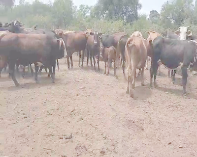 Lote 70 Vacas en Weisburd, Santiago del Estero