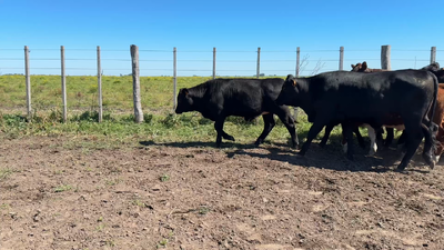 Lote NOVILLOS 1 a 2 AÑOS