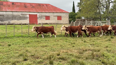 Lote NOVILLOS 1 a 2 AÑOS