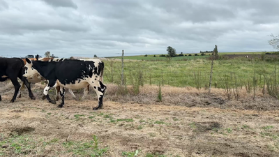 Lote VAQUILLONAS 1 a 2 AÑOS