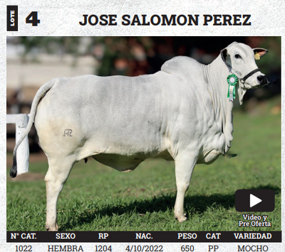 Lote LOTE 4 - BOZAL