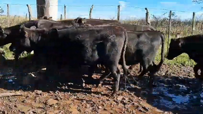 Imagen 19 Vacas preñadas 19 AA 401kg -  en PALMA SOLA