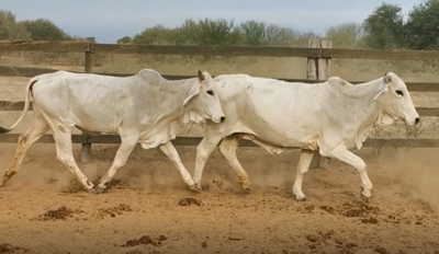 Lote VACAS PREÑADAS CEBU