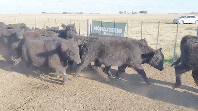 Lote 30 Terneras EN ITURREGUI