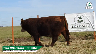 Lote TORO P. HEREFORD