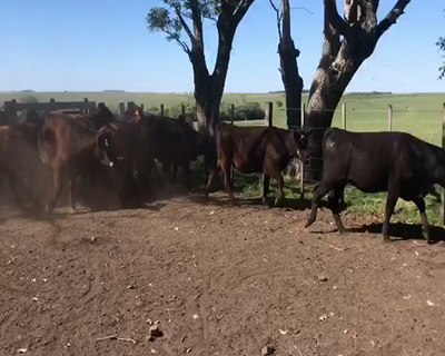 Lote 27 Vaquillonas en Paysandú