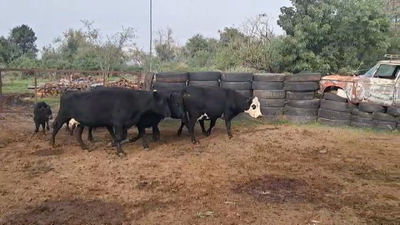 Lote PIEZAS DE CRIA