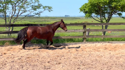 Lote Cañada Merlot