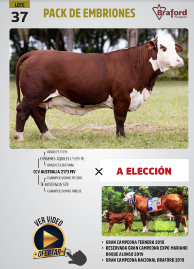 Lote LOTE 37