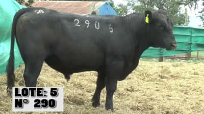 Lote 3 Toros, Durazno