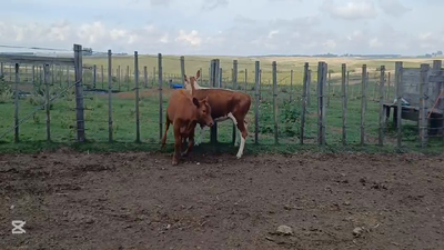 Lote TERNEROS/AS