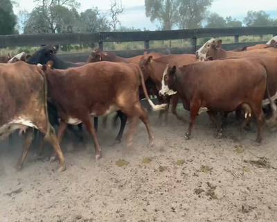 Lote 74 Vacas nuevas Preñadas en Juan José Castelli, Chaco