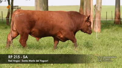 Lote (Vendido)Toros AA 2 AÑOS SA, Tacuarembó