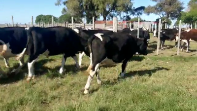 Lote 12 Novillos HOLANDO 270kg - , San José