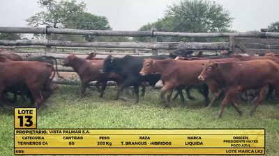 Lote LOTE 13