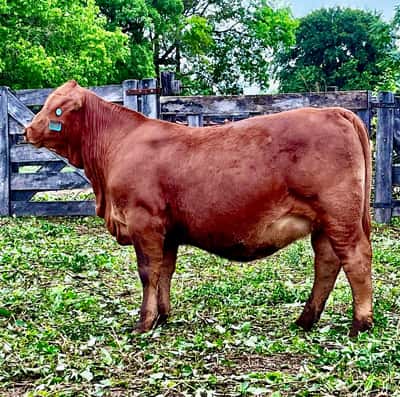 Lote Hembras