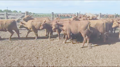 Lote 65 Vaquillonas en Coronel Suarez