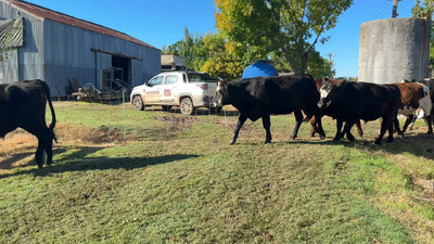Lote NOVILLOS 1 a 2 AÑOS