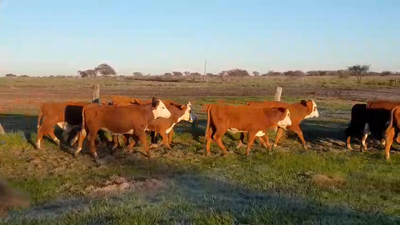 Lote 130 Terneros