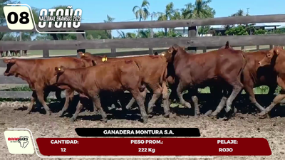 Lote LOTE 8