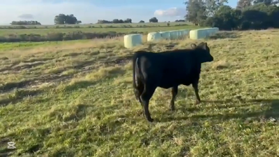 Lote VAQUILLONAS 1 A 2 AÑOS