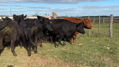 Lote 14 Vacas