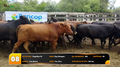 Lote Vaquillas C4
