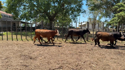 Lote TERNERAS