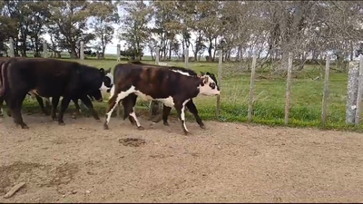 Lote (Vendido)6 Terneros CRUZAS 150kg -  en CUCHILLA EL PERDIDO