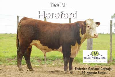 Lote TOROS POLLED HEREFORD 2 AÑOS PI