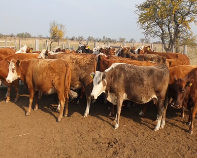 Lote 33 Vacas de invernar en Curuzú-Cuatiá, Corrientes