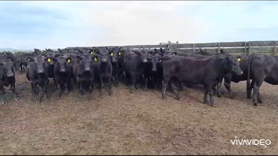 Lote 80 Vaquillonas