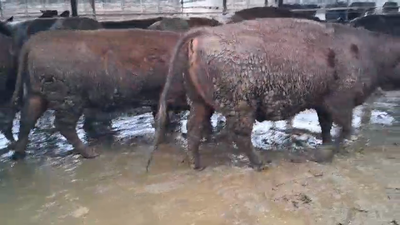 Lote 20 Vaquilla Gorda en Los Ángeles, VIII Región Biobío
