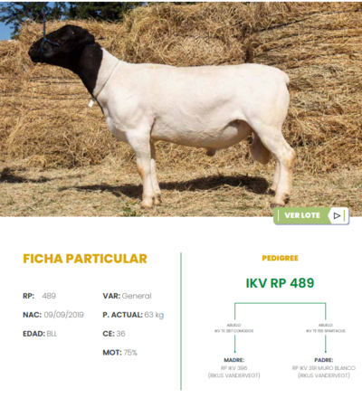 Lote LOTE 32