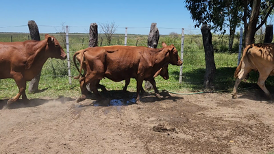 Lote 70 Vacas de invernar en San Luis del Palmar, Corrientes