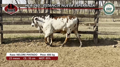 Lote HLA 260