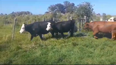 Lote VACAS PREÑADAS