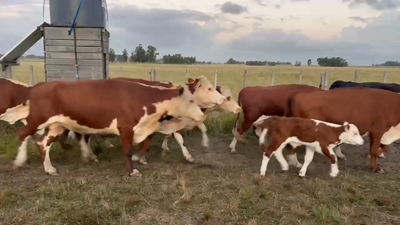 Lote 46 Piezas de cría en Maldonado