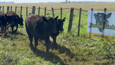 Lote 70 Terneras