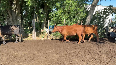 Lote TERNEROS