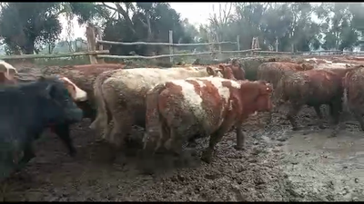 Lote 49 Novillo Engorda en Melipilla, Región Metropolitana