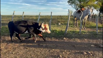 Lote VACAS Y VAQUILLONAS ENTORADAS