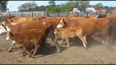Lote 50 Vacas nuevas C/ cria en Concordia, Entre Ríos