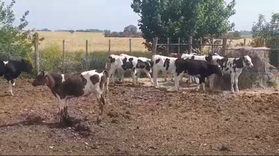 Lote 15 Terneros Holando HOLANDO 100kg -  en AGRACIADA