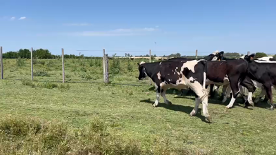 Lote NOVILLOS Y VAQUILLONAS 1a2 AÑOS