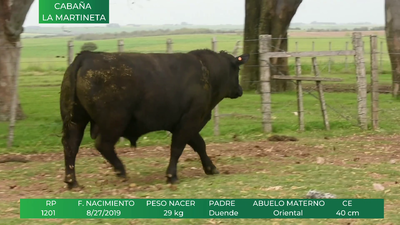 Lote ANGUS RP:  1201